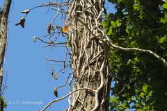 Scindapsus officinalis